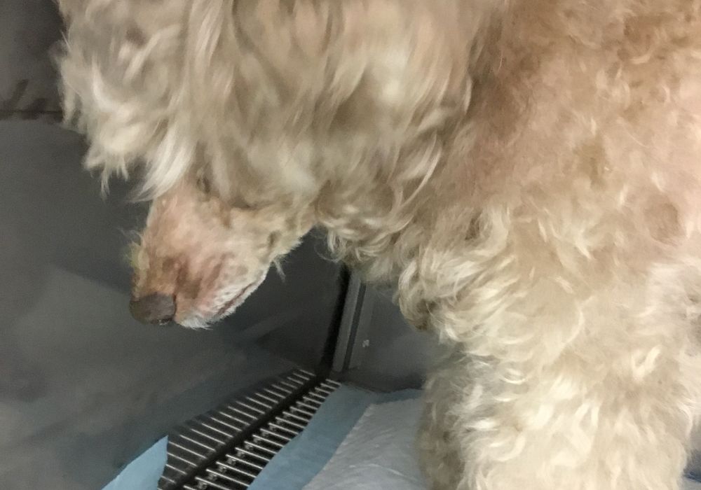 毛刈り 領下動物病院