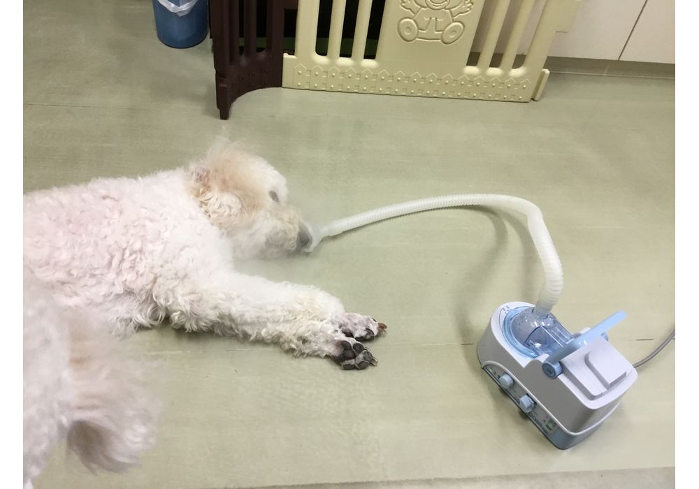 ラスト値下げ　犬使用　超音波ネブライザー ネブライザー 動物用