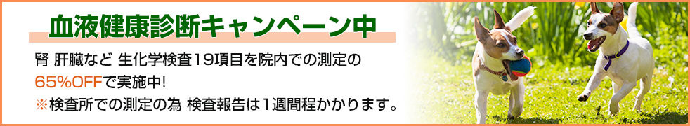 campaign_bnr2
